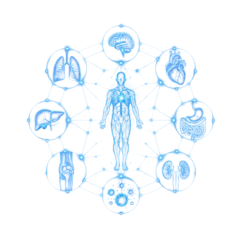 Diagram supplied with the product materials showing the body systems MetaBurn is positioned to support
